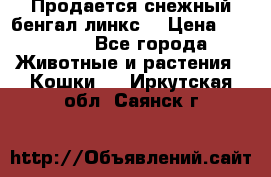 Продается снежный бенгал(линкс) › Цена ­ 25 000 - Все города Животные и растения » Кошки   . Иркутская обл.,Саянск г.